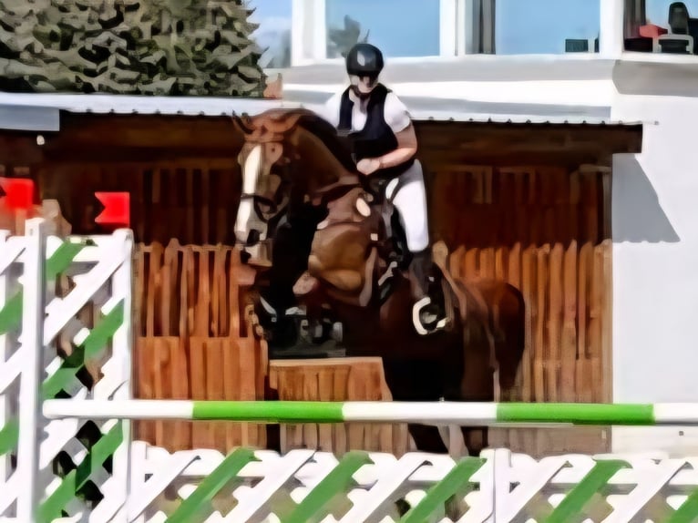 Caballo de deporte alemán Yegua 9 años 175 cm Alazán-tostado in Kloster Lehnin