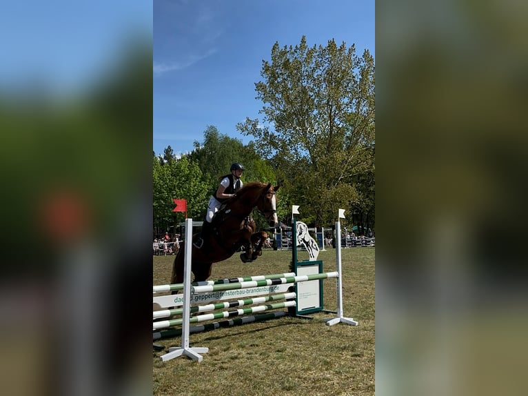 Caballo de deporte alemán Yegua 9 años 175 cm Alazán-tostado in Kloster Lehnin