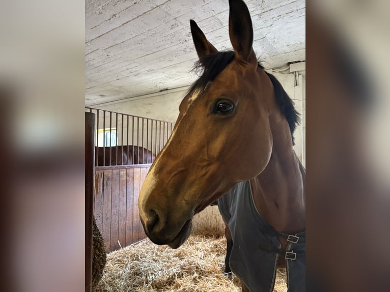 Caballo de deporte alemán Yegua 9 años 175 cm Castaño in Krefeld
