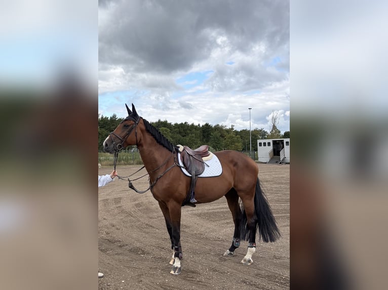 Caballo de deporte alemán Yegua 9 años 175 cm Castaño in Krefeld