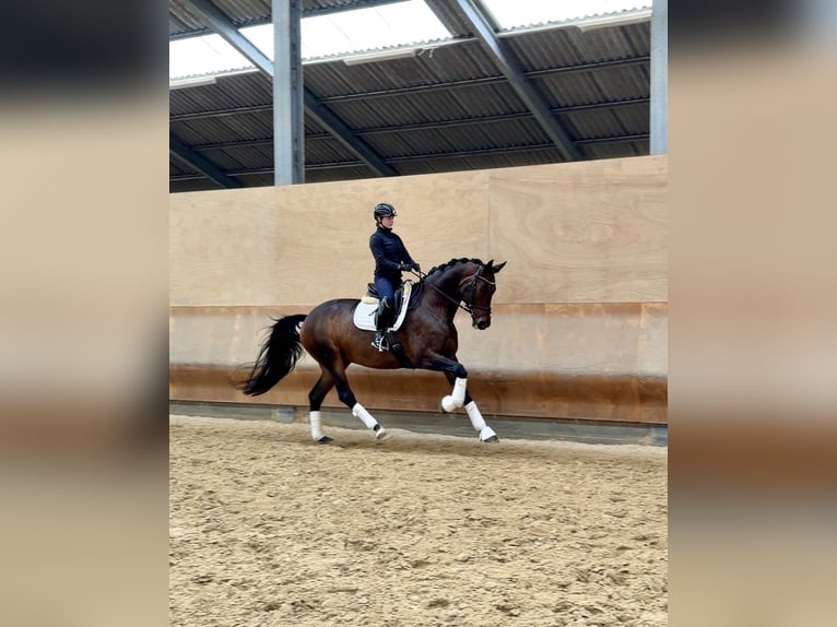 Caballo de deporte alemán Yegua 9 años 175 cm Castaño oscuro in roeser