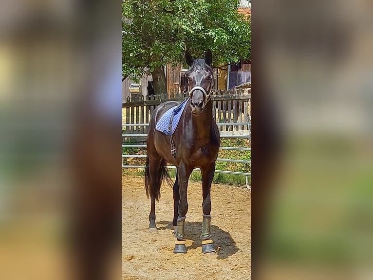 Caballo de deporte alemán Yegua 9 años 177 cm Negro in Gebenbach