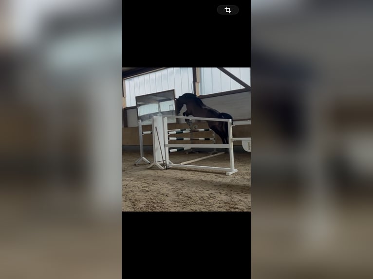Caballo de deporte alemán Yegua 9 años 181 cm Castaño in Pöttmes