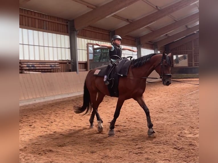 Caballo de deporte alemán Yegua 9 años 181 cm Castaño in Pöttmes