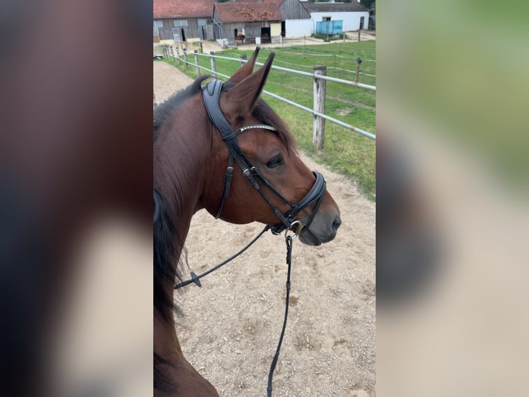 Caballo de deporte alemán Yegua 9 años 181 cm Castaño in Rohrenfels