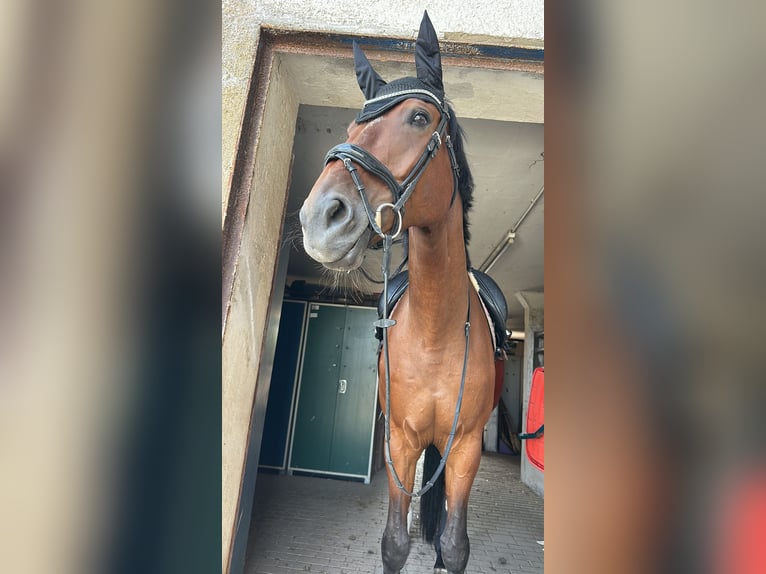 Caballo de deporte alemán Yegua 9 años 181 cm Castaño in Rohrenfels