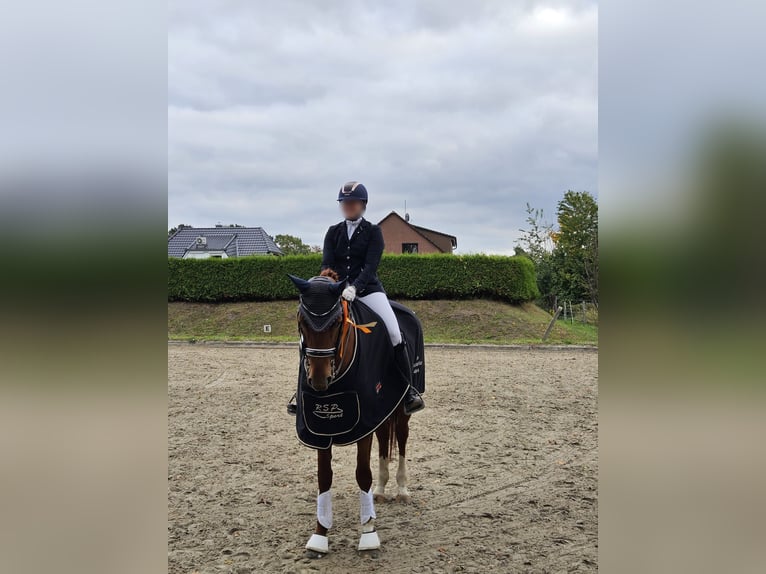 Caballo de deporte alemán Yegua 9 años Alazán in Helmstedt