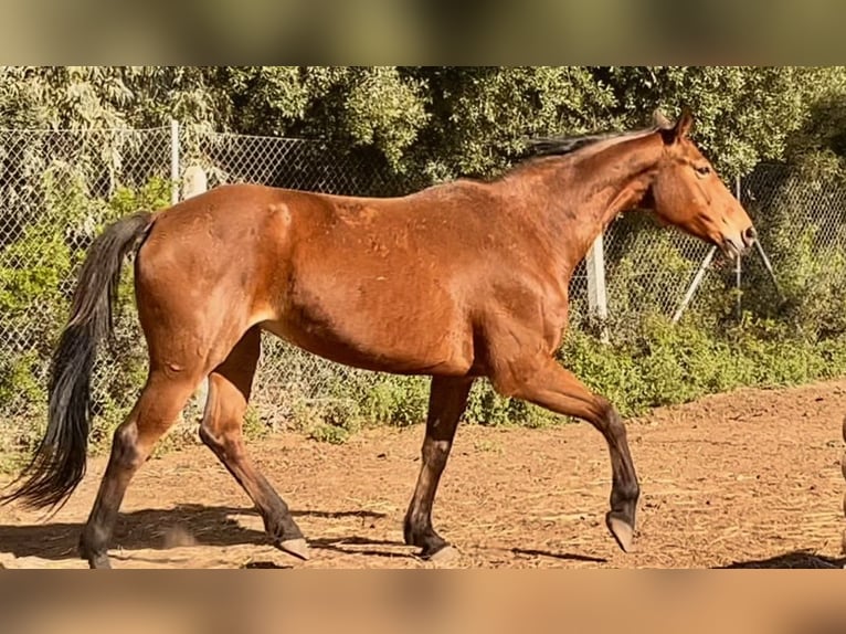 Caballo de deporte alemán Yegua 9 años Castaño in Lörrach