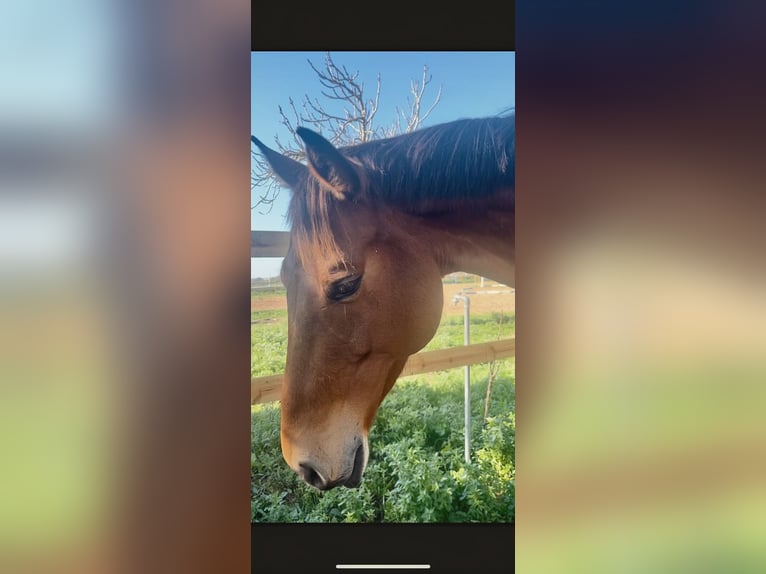 Caballo de deporte alemán Yegua 9 años Castaño in Lörrach