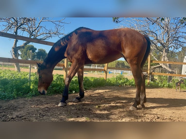 Caballo de deporte alemán Yegua 9 años Castaño in Lörrach