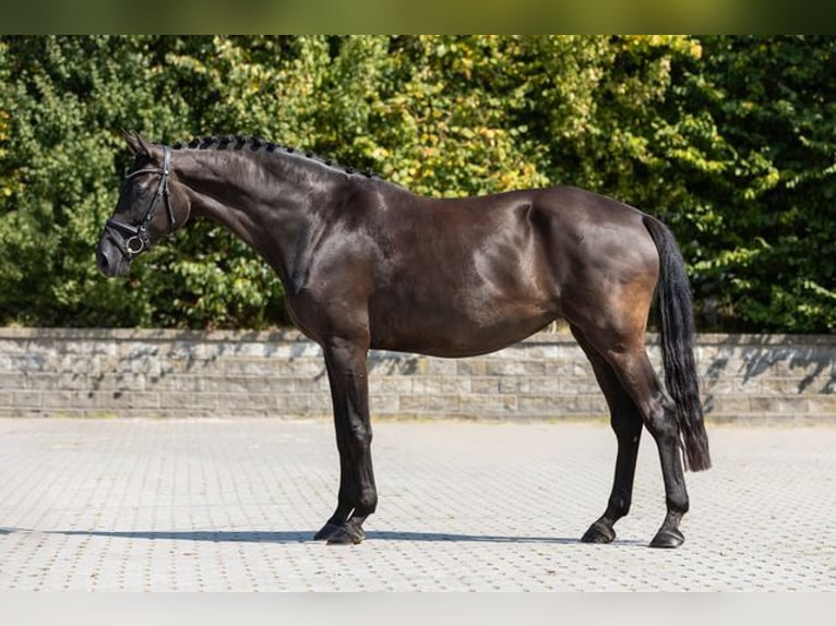 Caballo de deporte alemán Yegua 9 años Castaño oscuro in Bocholt