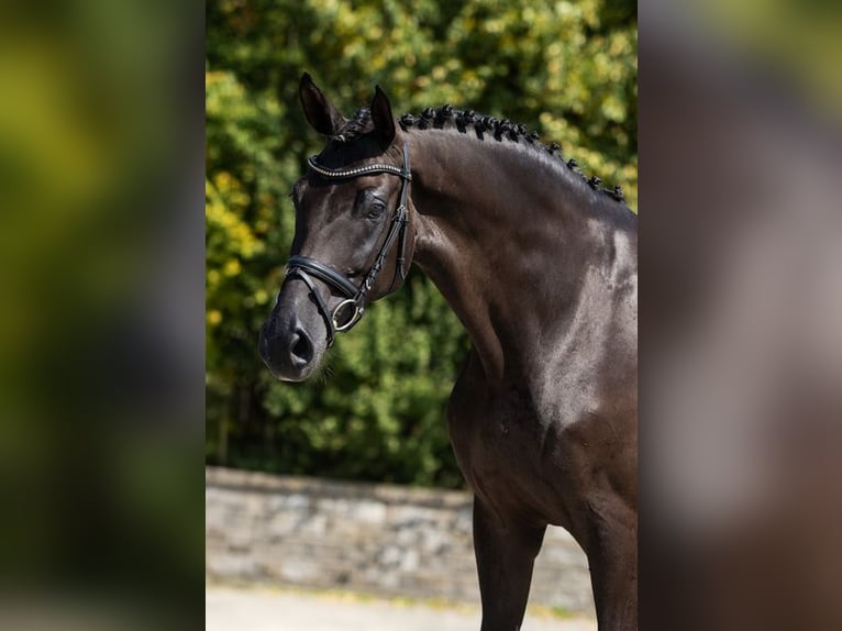 Caballo de deporte alemán Yegua 9 años Castaño oscuro in Bocholt