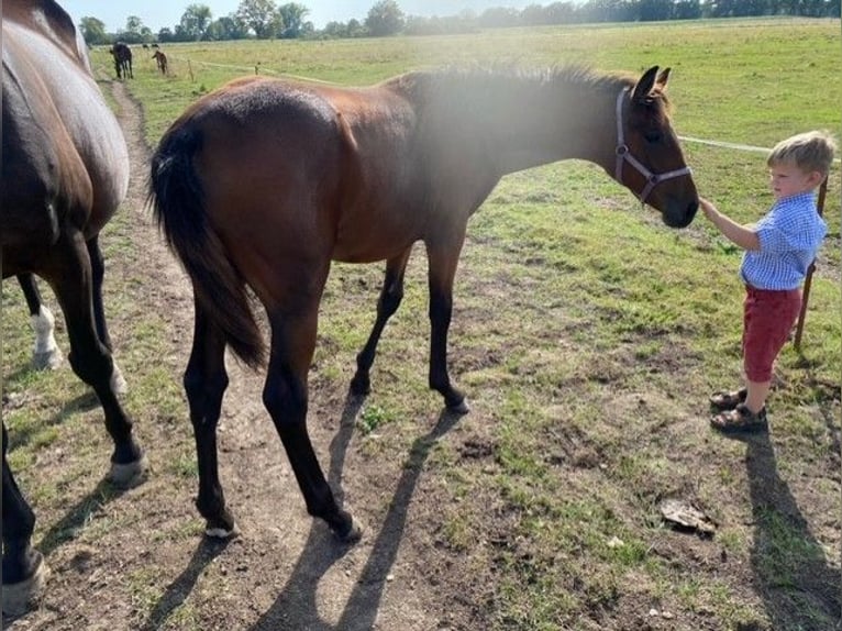 Caballo de deporte alemán Yegua Potro (03/2024) 140 cm Castaño in Wendemark