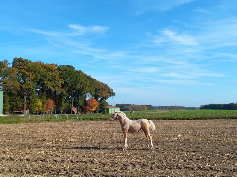 Caballo de deporte alemán Yegua Potro (06/2024) 165 cm Palomino in Bergen