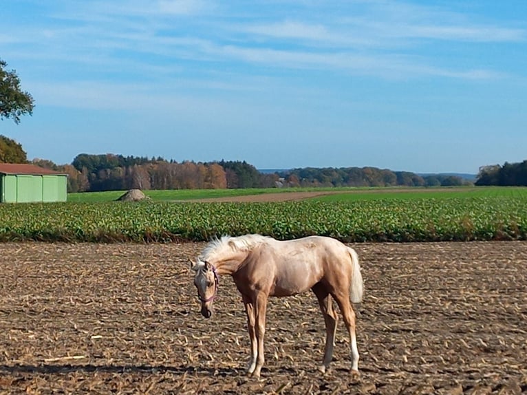 Caballo de deporte alemán Yegua Potro (06/2024) 165 cm Palomino in Bergen