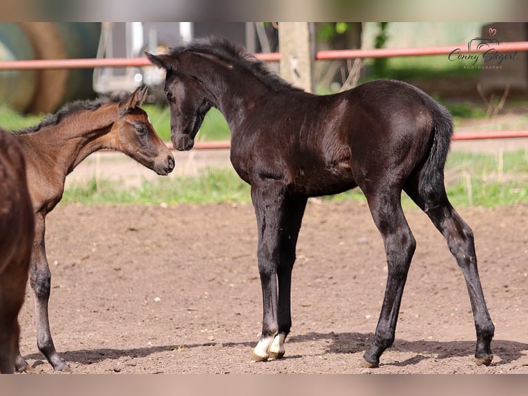 Caballo de deporte alemán Yegua  165 cm Tordillo negro in Möllenbeck
