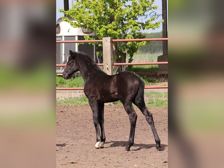 Caballo de deporte alemán Yegua  165 cm Tordillo negro in Möllenbeck
