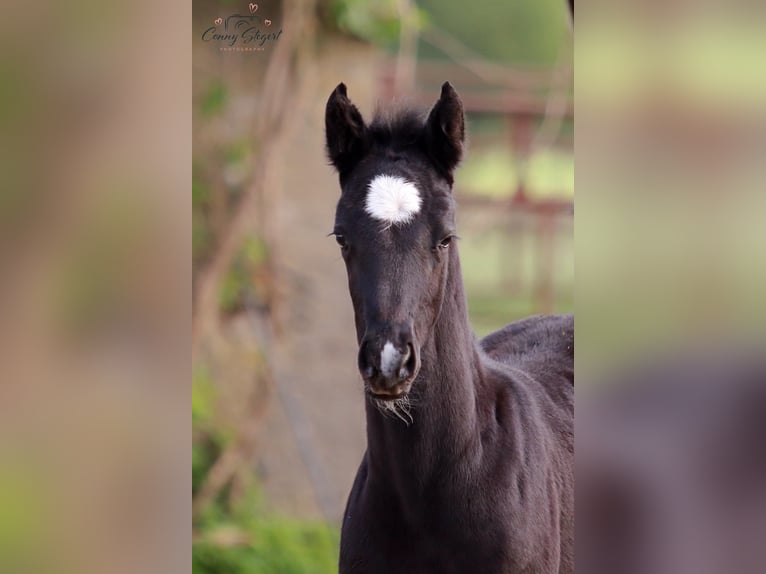 Caballo de deporte alemán Yegua  165 cm Tordillo negro in Möllenbeck