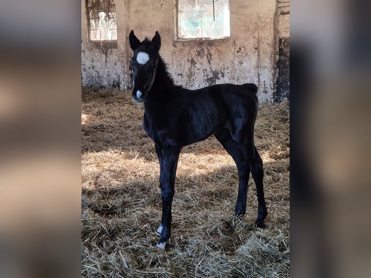 Caballo de deporte alemán Yegua  165 cm Tordillo negro in Möllenbeck