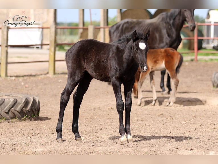 Caballo de deporte alemán Yegua  165 cm Tordillo negro in Möllenbeck