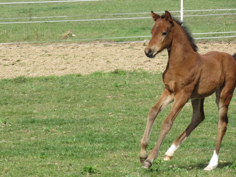 Caballo de deporte alemán Yegua Potro (03/2026) 166 cm Castaño in Querfurt