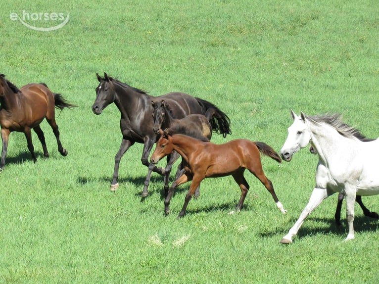 Caballo de deporte alemán Yegua Potro (03/2026) 167 cm Castaño in Querfurt