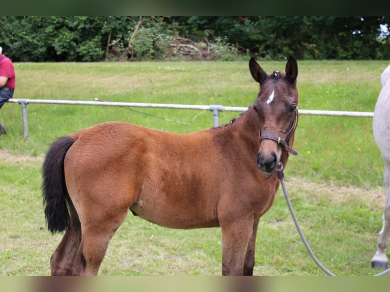 Caballo de deporte alemán Yegua Potro (04/2024) 167 cm Musgo in Bismark (Altmark)