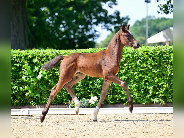 Caballo de deporte alemán Yegua Potro (06/2024) 168 cm Castaño in Möllenbeck