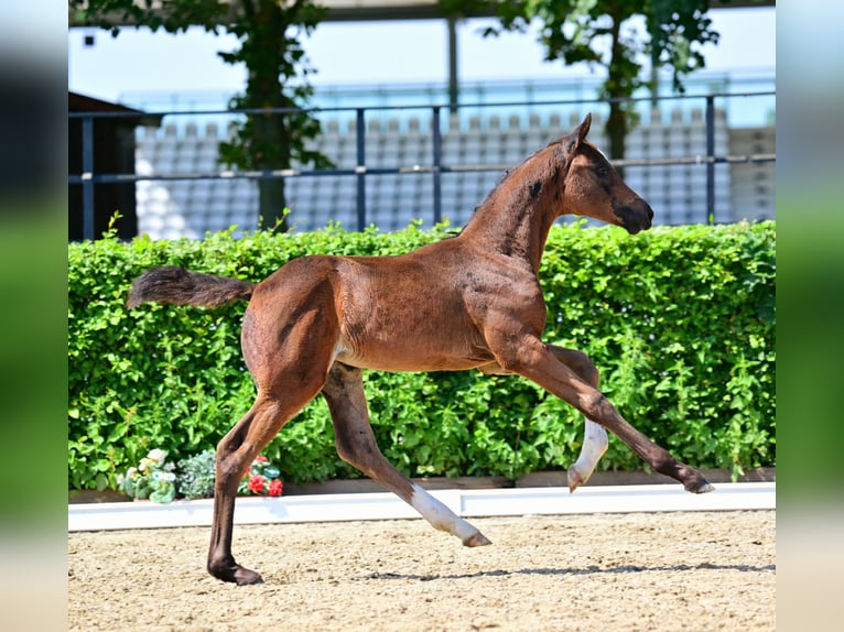 Caballo de deporte alemán Yegua Potro (06/2024) 168 cm Castaño in Möllenbeck