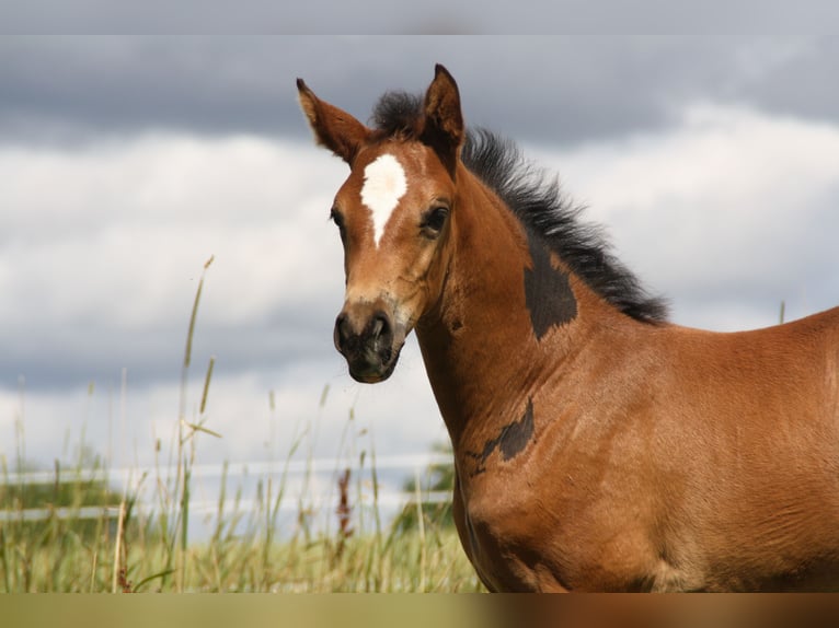 Caballo de deporte alemán Yegua Potro (06/2024) 168 cm Castaño in Zweibrücken