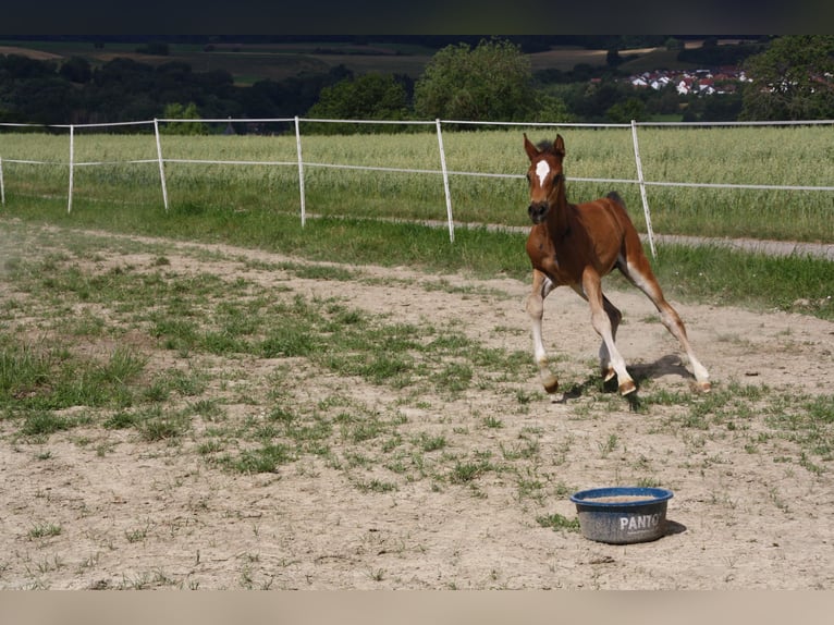 Caballo de deporte alemán Yegua Potro (06/2024) 168 cm Castaño in Zweibrücken