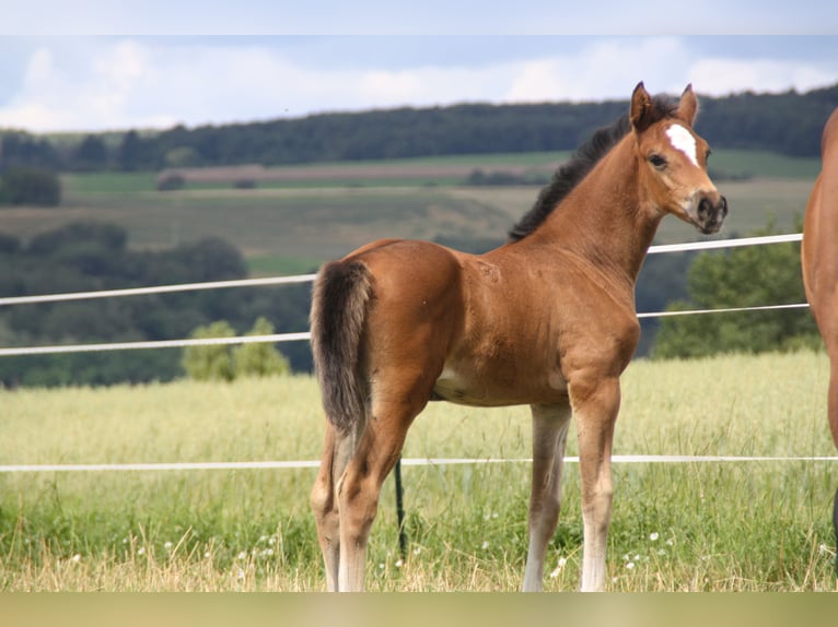 Caballo de deporte alemán Yegua Potro (06/2024) 168 cm Castaño in Zweibrücken