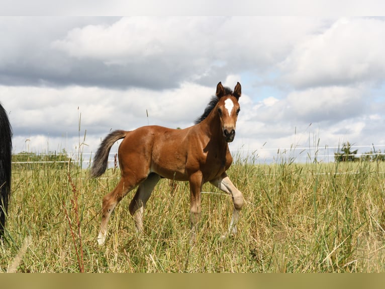 Caballo de deporte alemán Yegua Potro (06/2024) 168 cm Castaño in Zweibrücken