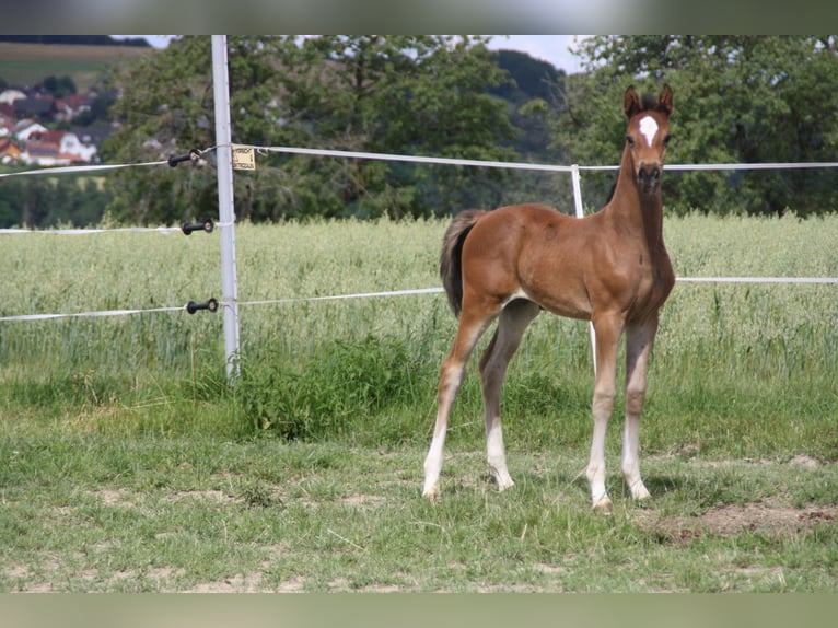 Caballo de deporte alemán Yegua Potro (06/2024) 168 cm Castaño in Zweibrücken