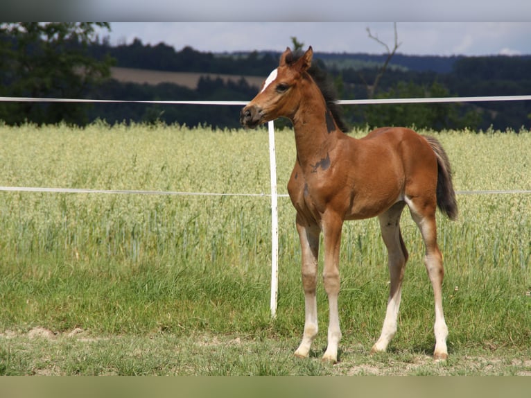 Caballo de deporte alemán Yegua Potro (06/2024) 168 cm Castaño in Zweibrücken