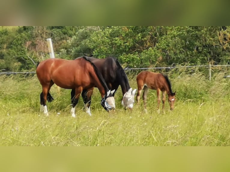 Caballo de deporte alemán Yegua Potro (04/2025) 168 cm Castaño in D&#xF6;brichau