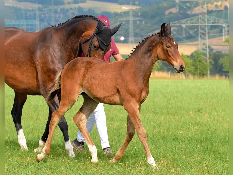 Caballo de deporte alemán Yegua Potro (04/2025) 168 cm Castaño in D&#xF6;brichau