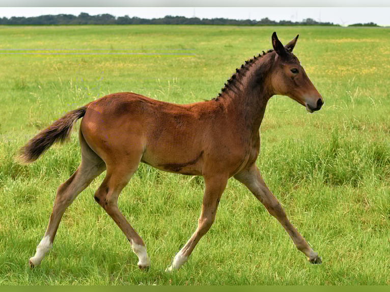 Caballo de deporte alemán Yegua Potro (04/2025) 168 cm Castaño in D&#xF6;brichau