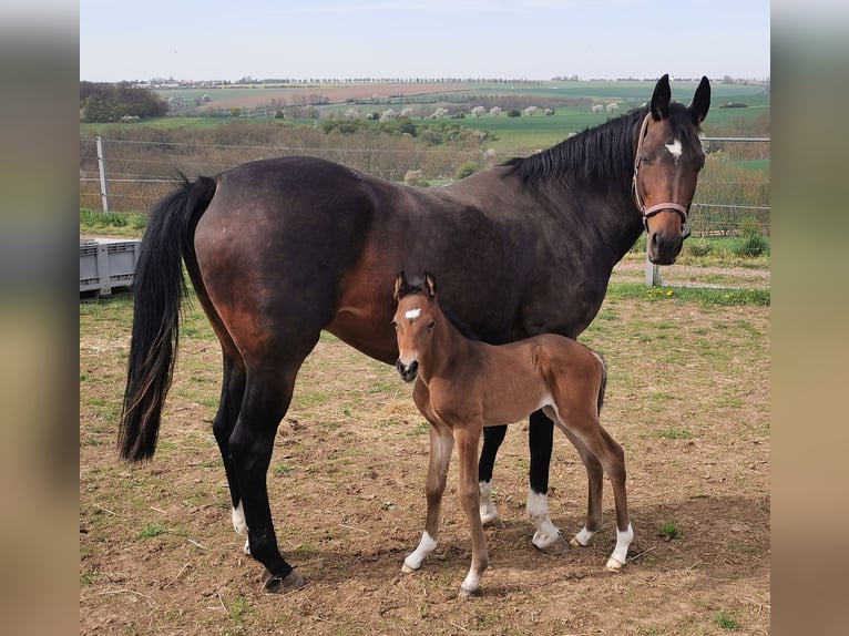 Caballo de deporte alemán Yegua Potro (04/2025) 168 cm Castaño in D&#xF6;brichau