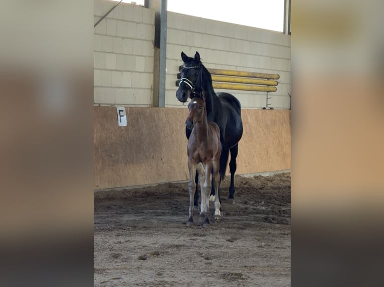 Caballo de deporte alemán Yegua Potro (05/2026) 168 cm Castaño oscuro in Pollitz