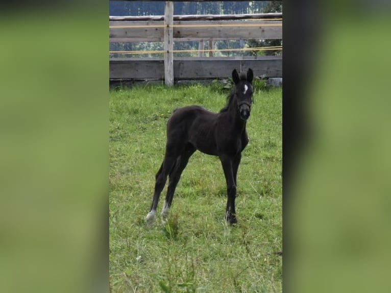 Caballo de deporte alemán Yegua Potro (05/2024) 168 cm Negro in Halblech