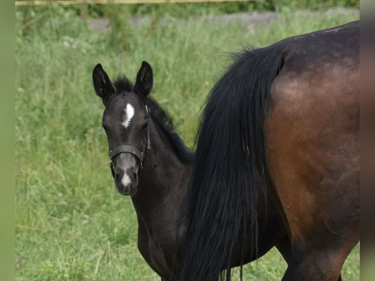 Caballo de deporte alemán Yegua Potro (05/2024) 168 cm Negro in Halblech