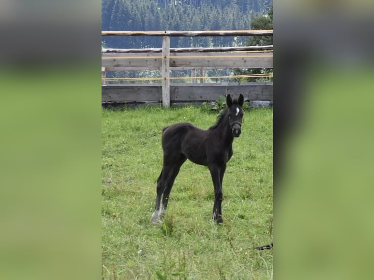 Caballo de deporte alemán Yegua Potro (05/2024) 168 cm Negro in Halblech