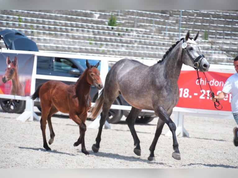 Caballo de deporte alemán Yegua  168 cm Tordo in Hayingen