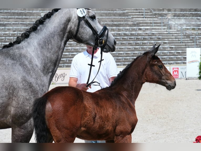 Caballo de deporte alemán Yegua  168 cm Tordo in Hayingen