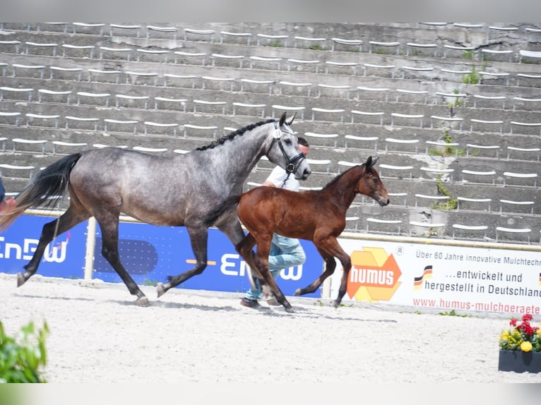 Caballo de deporte alemán Yegua  168 cm Tordo in Hayingen
