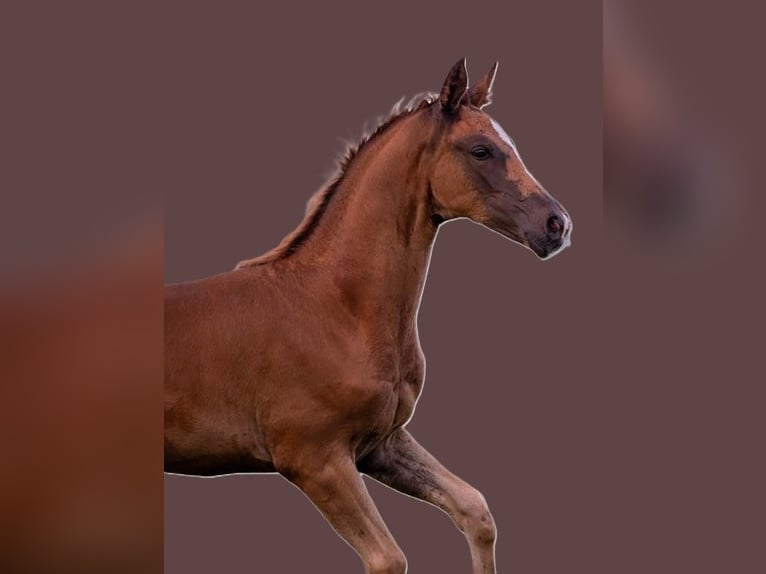 Caballo de deporte alemán Yegua Potro (05/2025) 169 cm Alazán-tostado in Bechhofen