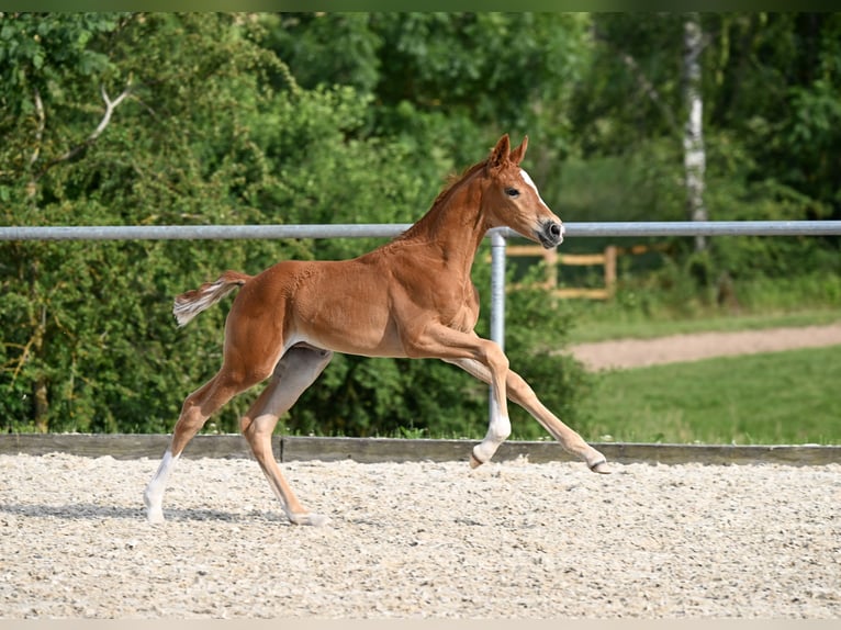 Caballo de deporte alemán Yegua Potro (05/2025) 169 cm Alazán-tostado in Bechhofen