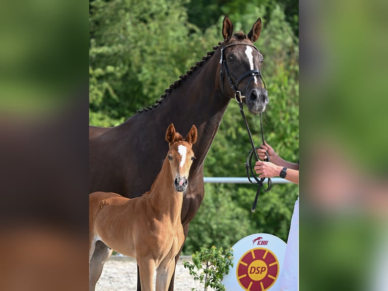 Caballo de deporte alemán Yegua Potro (05/2025) 169 cm Alazán-tostado in Bechhofen