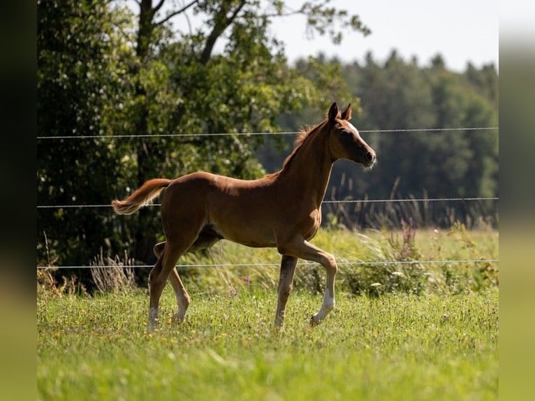 Caballo de deporte alemán Yegua Potro (05/2025) 169 cm Alazán-tostado in Bechhofen